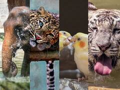 coolers in zoo : रणरणत्या उन्हाळ्यात प्राणीसंग्रहालयातील प्राण्यांना थंडावा!