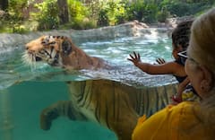 coolers in zoo : रणरणत्या उन्हाळ्यात प्राणीसंग्रहालयातील प्राण्यांना थंडावा!