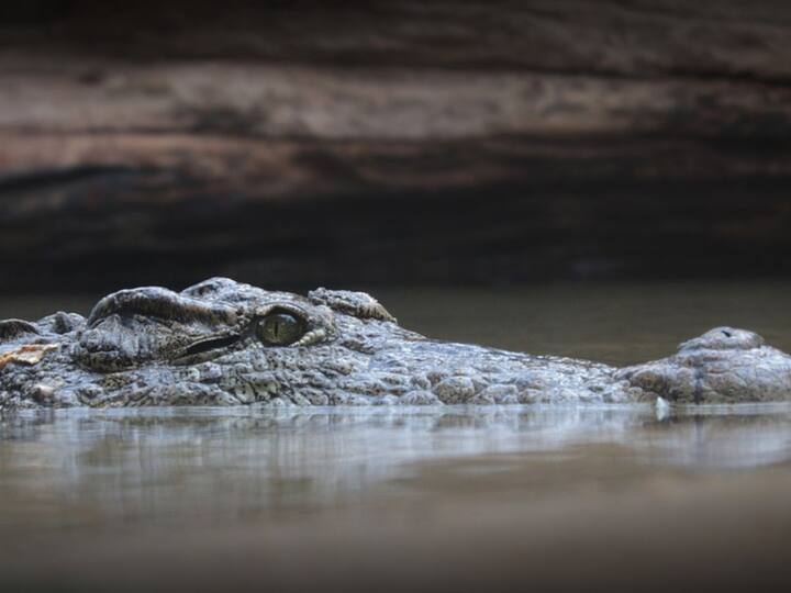 Australia Remains Of Missing Australian Man Found In 2 Crocodiles Northern Queensland Crocodiles: చేపల వేటకు వెళ్లి అదృశ్యం, చివరకు మొసలి కడుపులో ప్రత్యక్షం