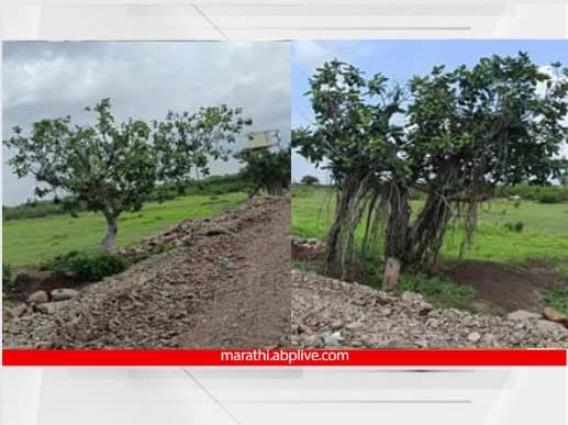 successfully transplanted  trees along the Sant Tukaram Maharaj Palkhi Marg Baramati-Indapur section of NH 965G Maharashtra Palkhi Marga : संत तुकाराम महाराज पालखी मार्गावरील 85 टक्के वृक्षारोपण यशस्वी; रस्त्याचं रुपच पालटलं...