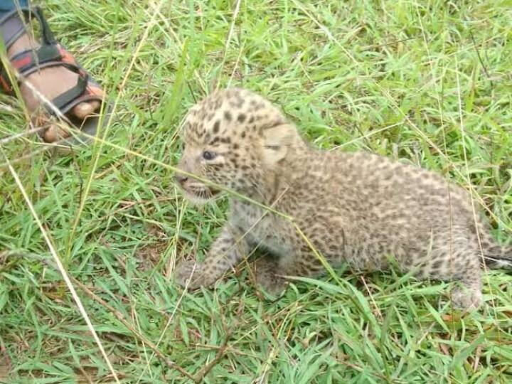 Gariyaband MNREGA workers found a small leopard cub now forest department is trying to reunite with mother Chhattisgarh ANN Chhattisgarh: मनरेगा मजदूरों को मिला तेंदुए का नन्हा शावक, अब वन विभाग उसको मां से मिलाने में जुटा