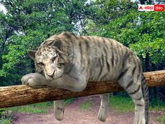 सतपुड़ा टाइगर रिजर्व में बाघ का सिर काटकर ले गए शिकारी, मध्य प्रदेश में पहली बार हुई ऐसी घटना