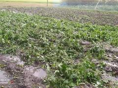 बस्तर में लगातार हो रही बेमौसम बारिश से सब्जियों की फसलें खराब, किसानों का लाखों का नुकसान