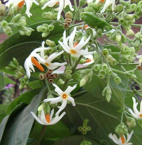 ਹਰਸਿੰਗਾਰ ਫੁੱਲ ਦੀ ਵਰਤੋਂ ਕਿਵੇਂ ਕਰੀਏ- ਤੁਸੀਂ ਹਰਸਿੰਗਾਰ ਦੇ ਫੁੱਲਾਂ ਦਾ ਪੇਸਟ ਆਪਣੇ ਵਾਲਾਂ 'ਤੇ ਲਗਾ ਸਕਦੇ ਹੋ। ਇਹ ਵਾਲਾਂ ਦੇ ਝੜਨ, ਡੈਂਡਰਫ ਅਤੇ ਗੰਜੇਪਨ ਦੀ ਸਮੱਸਿਆ ਵਿੱਚ ਫਾਇਦੇਮੰਦ ਹੈ, ਇਸ ਪੇਸਟ ਨੂੰ ਬਣਾਉਣਾ ਬਹੁਤ ਆਸਾਨ ਹੈ।