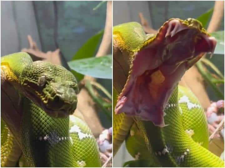 Giant snake was seen yawning like humans in viral video इंसानों की तरह मुंह खोल कर उबासी लेते दिखा विशालकाय सांप, काफी शेयर हो रहा है वीडियो