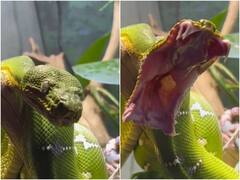 इंसानों की तरह मुंह खोल कर उबासी लेते दिखा विशालकाय सांप, काफी शेयर हो रहा है वीडियो