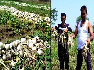 Maharashtra Unseasonal Rains: अवकाळी पावसानं कांदा शेतात सडला, शेतकऱ्यांना कर्ज फेडण्याची चिंता; पंचनामा करण्याकडे प्रशासनाचे दुर्लक्ष