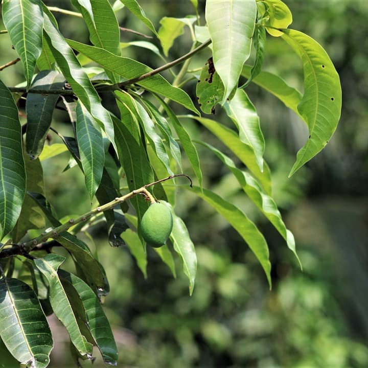 কাঁচা আমে থাকা বিভিন্ন উপাদান আমাদের শরীরে শ্বেত রক্তকণিকার কার্যকারিতা বৃদ্ধিতে কাজ করে। ফলে বাড়ে রোগ প্রতিরোধ ক্ষমতা।