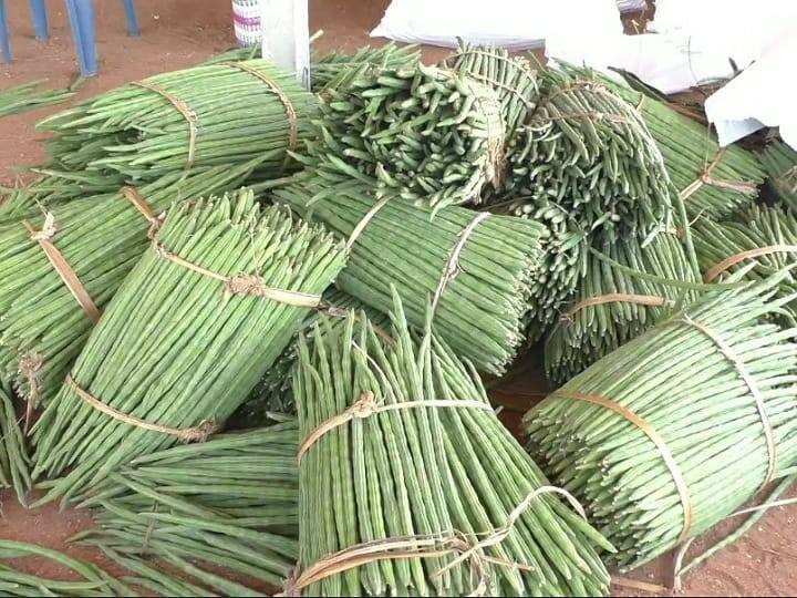 கரூரில் முருங்கையின் விலை அதிகரிக்க வாய்ப்பு - முருங்கைப் பணியில் விவசாயிகள் விறுவிறுப்பு