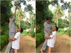 आम तोड़ने के लिए पति ने पत्नी को गोद में उठाया, मगर पैंट नीचे सरकने लगी! इस मजेदार पल का वीडियो वायरल