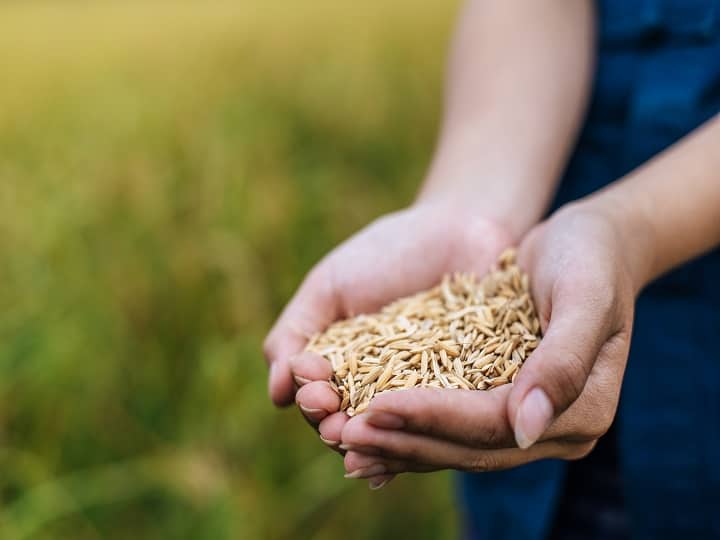 crop compensation in Telangana government will give compensation to farmers for crop loss Crop Compensation: भीगे चावल भी खरीदेगी सरकार, फसल के नुकसान पर मिलेगा हर एकड़ के हिसाब से इतना पैसा