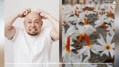 ਗੰਜੇਪਨ ਅਤੇ ਡੈਂਡਰਫ ਨੂੰ ਠੀਕ ਕਰ ਸਕਦਾ ਹੈ ਗੁਣਕਾਰੀ ਹਰਸਿੰਗਾਰ ਦਾ ਫੁੱਲ ...ਜਾਣੋ ਇਸਦੀ ਵਰਤੋਂ ਕਰਨ ਦਾ ਸਹੀ ਤਰੀਕਾ