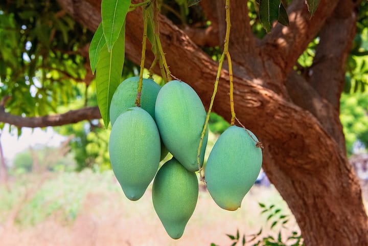 যারা ডায়াবেটিসে ভুগছেন, তাদের জন্য উপকারী কাঁচা আম। এ ছাড়া লিভার ভাল রাখতেও কাজ করে এই ফল।