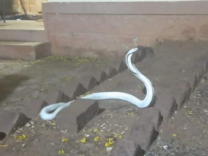 A white cobra captured in Coimbatore is safely released into the wild TNN கோவையில் பிடிபட்ட வெள்ளை நிற நாகம் ; படமெடுத்த பாம்பை பார்த்து மக்கள் ஆச்சரியம்