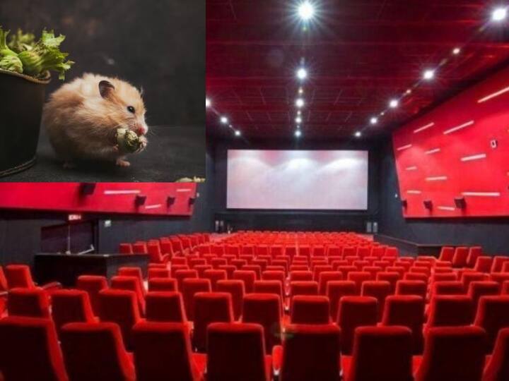 Rat bitten while watching movie, now cinema hall will have to pay Rs 67,000 Rat Bite: సినిమా చూస్తుండగా కొరికిన ఎలుక, థియేటర్‌పై కంప్లెయింట్ - ఫైన్ వేసిన కోర్టు