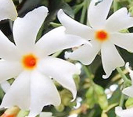 ਇਸ ਦੇ ਲਈ ਪਹਿਲਾਂ ਹਰਸਿੰਗਰ ਦੇ ਫੁੱਲ ਇਕੱਠੇ ਕਰੋ। ਇਨ੍ਹਾਂ ਫੁੱਲਾਂ ਨੂੰ ਧੋਵੋ। ਹੁਣ ਇਸ ਫੁੱਲ, ਮੇਥੀ ਦੇ ਬੀਜ ਅਤੇ ਕਰੀ ਪੱਤੇ ਨੂੰ ਬਲੈਂਡਰ 'ਚ ਮਿਲਾ ਕੇ ਚੰਗੀ ਤਰ੍ਹਾਂ ਪੀਸ ਲਓ। ਇਸ ਪੇਸਟ ਨੂੰ ਖੋਪੜੀ ਅਤੇ ਵਾਲਾਂ 'ਤੇ ਚੰਗੀ ਤਰ੍ਹਾਂ ਲਗਾਓ ਅਤੇ 15 ਮਿੰਟ ਲਈ ਛੱਡ ਦਿਓ, ਇਸ ਤੋਂ ਬਾਅਦ ਵਾਲਾਂ ਨੂੰ ਸਾਫ ਪਾਣੀ ਨਾਲ ਧੋ ਲਓ। ਹਫ਼ਤੇ ਵਿੱਚ ਦੋ ਵਾਰ ਇਸ ਦੀ ਵਰਤੋਂ ਕਰਨ ਨਾਲ ਤੁਹਾਡੀ ਸਮੱਸਿਆ ਦੂਰ ਹੋ ਸਕਦੀ ਹੈ।