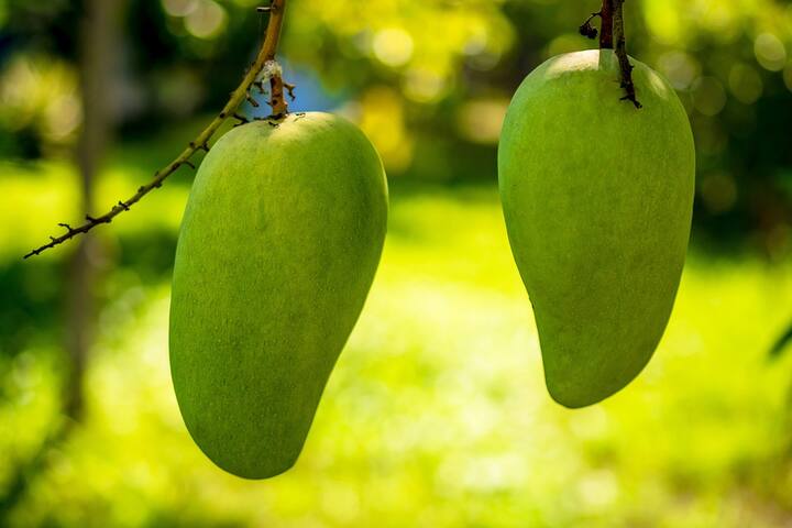 কাঁচা আম খাদ্যনালীতে বিভিন্ন পাচক উৎসেচকের ক্ষরণ বাড়িয়ে তোলে।