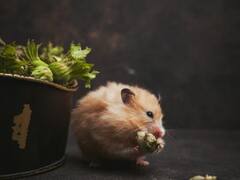 फिल्म देखते वक्त चूहे ने काटा, अब सिनेमा हॉल को देने पड़ेंगे 67 हजार रुपए