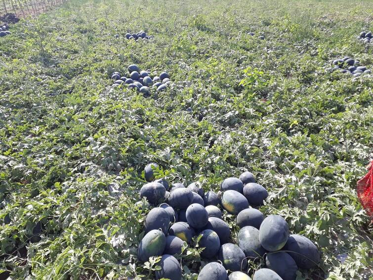 maharashtra news nashik news Farmers of Nashik are in financial crisis of onion and watermelon crops Nashik Farmers News : कांद्याला भाव नाही, म्हणून 'टरबूज' पिकवलं, तर टरबुजानेही शेतकऱ्याला रडवलं!  