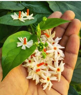 Harsingar Flower Benefits: ਵਾਲਾਂ ਦਾ ਟੁੱਟਣਾ ਬਹੁਤ ਆਮ ਗੱਲ ਹੈ। ਪਰ ਜਦੋਂ ਇਹ ਹੱਦ ਤੋਂ ਜ਼ਿਆਦਾ ਟੁੱਟਣੇ ਸ਼ੁਰੂ ਕਰ ਦਿੰਦੇ ਨੇ ਤਾਂ ਇਹ ਬਿਲਕੁਲ ਵੀ ਆਮ ਨਹੀਂ ਹੁੰਦਾ ਤੇ ਇਹ ਪ੍ਰੇਸ਼ਾਨੀ ਦੀ ਗੱਲ ਬਣ ਜਾਂਦੀ ਹੈ। ਇਸ ਕਾਰਨ ਤੁਸੀਂ ਗੰਜੇਪਨ ਦਾ ਸ਼ਿਕਾਰ ਹੋ ਸਕਦੇ ਹੋ। ਤੁਹਾਡੇ ਵਾਲ ਪਤਲੇ ਦਿਖਾਈ ਦੇ ਸਕਦੇ ਹਨ। ਜੇਕਰ ਤੁਸੀਂ ਵੀ ਵਾਲਾਂ ਦੇ ਝੜਨ ਦੀ ਸਮੱਸਿਆ ਨਾਲ ਜੂਝ ਰਹੇ ਹੋ ਤਾਂ ਤੁਹਾਨੂੰ ਆਪਣੇ ਵਾਲਾਂ ਲਈ ਹਰਸਿੰਗਾਰ ਦੇ ਫੁੱਲਾਂ ਦੀ ਵਰਤੋਂ ਕਰਨੀ ਚਾਹੀਦੀ ਹੈ। ਤੁਹਾਨੂੰ ਇਹ ਜਾਣ ਕੇ ਹੈਰਾਨੀ ਹੋਵੇਗੀ ਕਿ ਪਾਰੀਜਾਤ ਯਾਨੀ ਹਰਸਿੰਗਾਰ ਦਾ ਰੁੱਖ ਰਾਤ ਨੂੰ ਹੀ ਖਿੜਦਾ ਹੈ ਅਤੇ ਸਵੇਰੇ ਆਪਣੇ ਸਾਰੇ ਫੁੱਲ ਝੜਦਾ ਹੈ। ਇਸ ਨੂੰ ਰਾਤ ਦੀ ਰਾਣੀ ਵੀ ਕਿਹਾ ਜਾਂਦਾ ਹੈ।