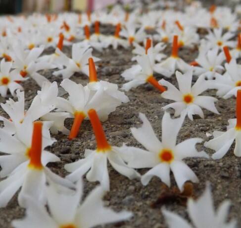 ਹਰਸਿੰਗਰ ਦੇ ਪਾਣੀ ਦੀ ਇਸ ਤਰ੍ਹਾਂ ਵਰਤੋਂ ਕਰੋ-ਇਸ ਦੇ ਨਾਲ ਹੀ ਤੁਸੀਂ ਹਰਸਿੰਗਰ ਦੇ ਪਾਣੀ ਨਾਲ ਵੀ ਵਾਲ ਧੋ ਸਕਦੇ ਹੋ। ਇਹ ਵਾਲਾਂ ਨੂੰ ਟੁੱਟਣ ਤੋਂ ਰੋਕਣ ਵਿੱਚ ਮਦਦ ਕਰਦਾ ਹੈ। ਇਸ ਨੂੰ ਤਿਆਰ ਕਰਨ ਲਈ ਸਭ ਤੋਂ ਪਹਿਲਾਂ ਹਰਸਿੰਗਾਰ ਦੇ ਫੁੱਲਾਂ ਨੂੰ ਸਾਫ਼ ਪਾਣੀ ਵਿੱਚ ਭਿਓ ਦਿਓ। ਹੁਣ ਇਸ ਨੂੰ 2 ਤੋਂ 3 ਘੰਟੇ ਲਈ ਪਾਣੀ 'ਚ ਰੱਖ ਦਿਓ। ਇਸ ਤੋਂ ਬਾਅਦ ਫੁੱਲਾਂ ਨੂੰ ਛਾਣ ਕੇ ਪਾਣੀ ਕੱਢ ਲਓ। ਇਸ ਪਾਣੀ ਨਾਲ ਆਪਣੇ ਵਾਲ ਧੋ ਲਓ। ਇਸ ਨਾਲ ਵਾਲ ਝੜਨ ਦੀ ਸਮੱਸਿਆ 'ਚ ਫਾਇਦਾ ਹੋਵੇਗਾ। ਇਸ ਨਾਲ ਵਾਲਾਂ ਦੀਆਂ ਜੜ੍ਹਾਂ ਦੀ ਮਜ਼ਬੂਤੀ ਵੱਧ ਸਕਦੀ ਹੈ।