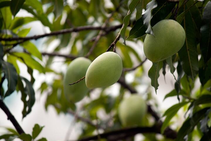 ভিটামিন সি, ভিটামিন ই এবং একাধিক অ্যান্টিঅক্সিডেন্ট সমৃদ্ধ কাঁচা আম নানাভাবে শরীরের উপকার করে।