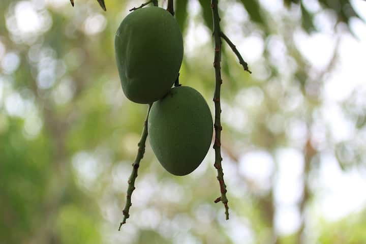 খাবার হজমে সাহায্য করে কাঁচা আম। এটি অন্ত্রকে পরিষ্কার করে এবং কোষ্ঠকাঠিন্য থেকে মুক্তি দেয়।