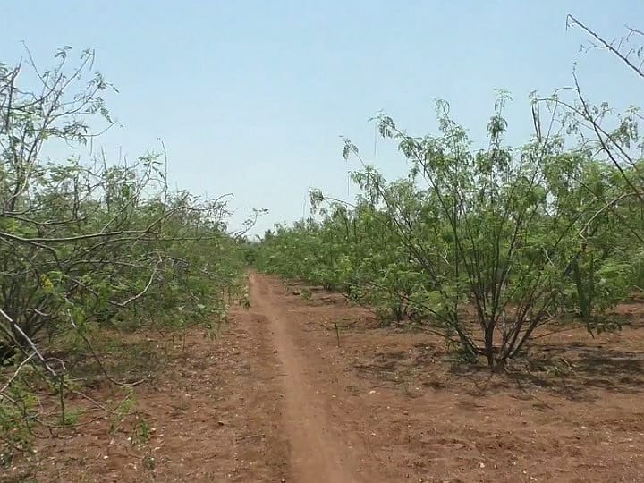 கரூரில் முருங்கையின் விலை அதிகரிக்க வாய்ப்பு - முருங்கைப் பணியில் விவசாயிகள் விறுவிறுப்பு