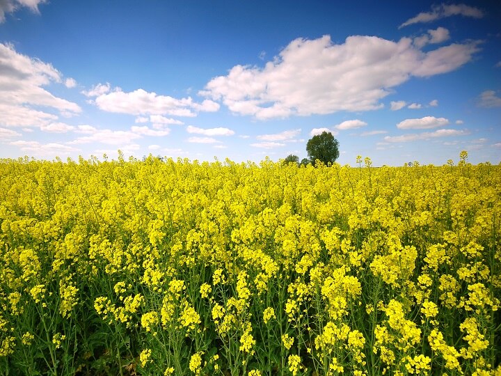 mustard prices In Haryana a decline of Rs 3000 per quintal has been  recorded | DNP::: Mustard Price: यहां सरसों के दाम हुए धड़ाम, किसानों को  3000 रुपये प्रति क्विंटल नुकसान