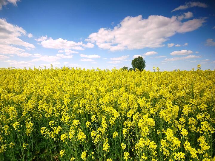 mustard prices In Haryana a decline of Rs 3000 per quintal has been recorded Mustard Price: यहां सरसों के दाम हुए धड़ाम, किसानों को 3000 रुपये प्रति क्विंटल नुकसान