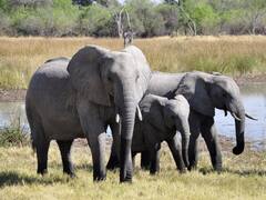 हाथी दिनभर में कितना खा जाता है? इतने लीटर पानी पी जाता है ये विशालकाय जीव