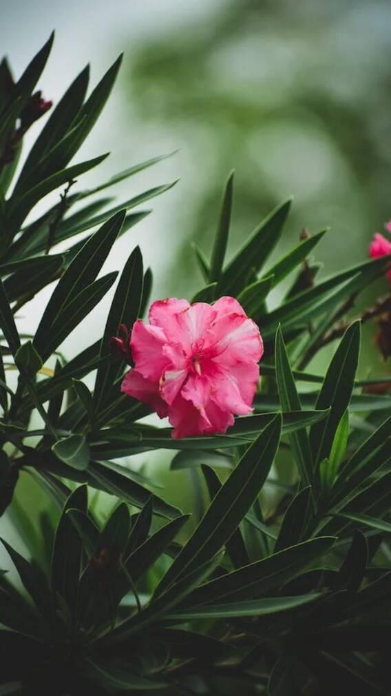 घर में भूलकर भी ना लगाएं ये पेड़-पौधे