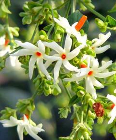 ਗੰਜੇਪਨ ਅਤੇ ਡੈਂਡਰਫ ਨੂੰ ਠੀਕ ਕਰ ਸਕਦਾ ਹੈ ਗੁਣਕਾਰੀ ਹਰਸਿੰਗਾਰ ਦਾ ਫੁੱਲ ...ਜਾਣੋ ਇਸਦੀ ਵਰਤੋਂ ਕਰਨ ਦਾ ਸਹੀ ਤਰੀਕਾ