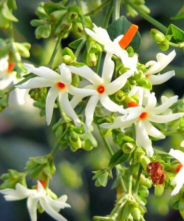 ਇਸ ਵਿੱਚ ਐਂਟੀ-ਇੰਫਲੇਮੇਟਰੀ, ਐਂਟੀਬੈਕਟੀਰੀਅਲ ਗੁਣ ਹੁੰਦੇ ਹਨ, ਜੋ ਕਈ ਸਿਹਤ ਸਮੱਸਿਆਵਾਂ ਨੂੰ ਦੂਰ ਕਰਨ ਵਿੱਚ ਮਦਦਗਾਰ ਸਾਬਤ ਹੋ ਸਕਦੇ ਹਨ। ਹਰਸਿੰਗਾਰ ਦੇ ਫੁੱਲ ਕਈ ਔਸ਼ਧੀ ਗੁਣਾਂ ਨਾਲ ਭਰਪੂਰ ਹੁੰਦੇ ਹਨ। ਇਨ੍ਹਾਂ ਫੁੱਲਾਂ 'ਚ ਵਿਟਾਮਿਨ ਸੀ ਸਮੇਤ ਐਂਟੀਆਕਸੀਡੈਂਟਸ ਭਰਪੂਰ ਮਾਤਰਾ 'ਚ ਮੌਜੂਦ ਹੁੰਦੇ ਹਨ ਜੋ ਵਾਲਾਂ ਨੂੰ ਮਜ਼ਬੂਤ ਕਰਨ ਦੇ ਨਾਲ-ਨਾਲ ਗੰਜੇਪਨ, ਡੈਂਡਰਫ ਵਰਗੀਆਂ ਸਮੱਸਿਆਵਾਂ ਤੋਂ ਵੀ ਛੁਟਕਾਰਾ ਦਿਵਾ ਸਕਦੇ ਹਨ।