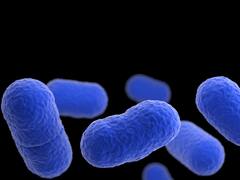 चॉकलेट प्रोडक्ट्स में मिला लिस्टेरिया बैक्टीरिया! बाजार से उठाया जा रहा माल, जानिए कितना खतरनाक होता है