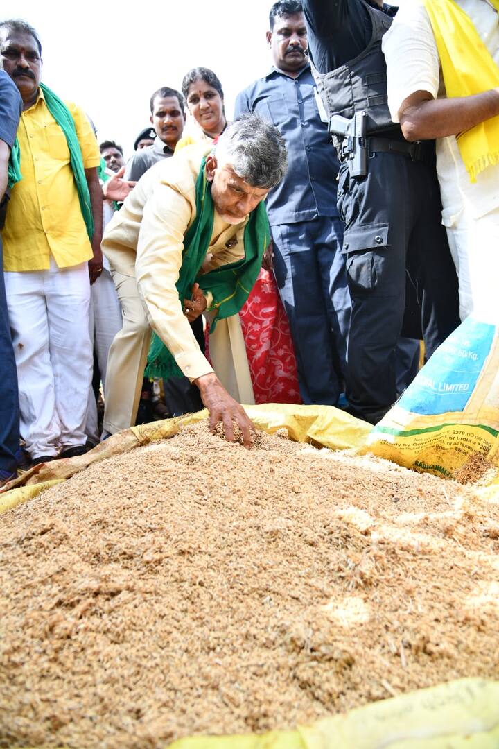 పూర్తిగా తడిచిపోయి ధాన్యపు రాశులను పరిశీలిస్తున్న చంద్రబాబు