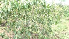 पांढऱ्या रंगाच्या जांभळाच्या लागवडीतून लाखोंचे उत्पन्न; शिक्षकाकडून वडिलोपार्जित जमिनीत नवीन प्रयोग, एका एकरात चार लाखांचे उत्पन्न