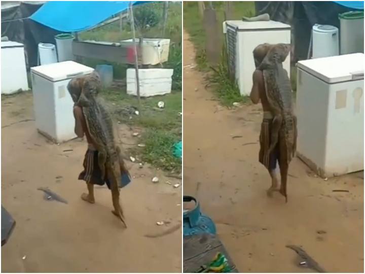 खतरनाक मगरमच्छ को पीठ पर लादकर खुलेआम टहल रहा बच्चा, रोंगटे खड़े कर देगा मंजर A small kid is seen carrying a crocodile on his back video goes viral खतरनाक मगरमच्छ को पीठ पर लादकर खुलेआम टहल रहा बच्चा, रोंगटे खड़े कर देगा मंजर