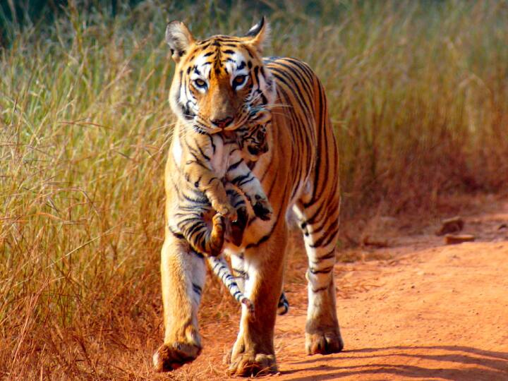 tiger kills old man near indore Wildlife team called from Satpura to catch 2 tigers and 3 leopards in mp ann MP News: इंदौर के नजदीक इस गांव में बाघ और तेंदुए से लोगों में दहशत, सतपुड़ा से बुलाई गई वाइल्ड लाइफ की टीम