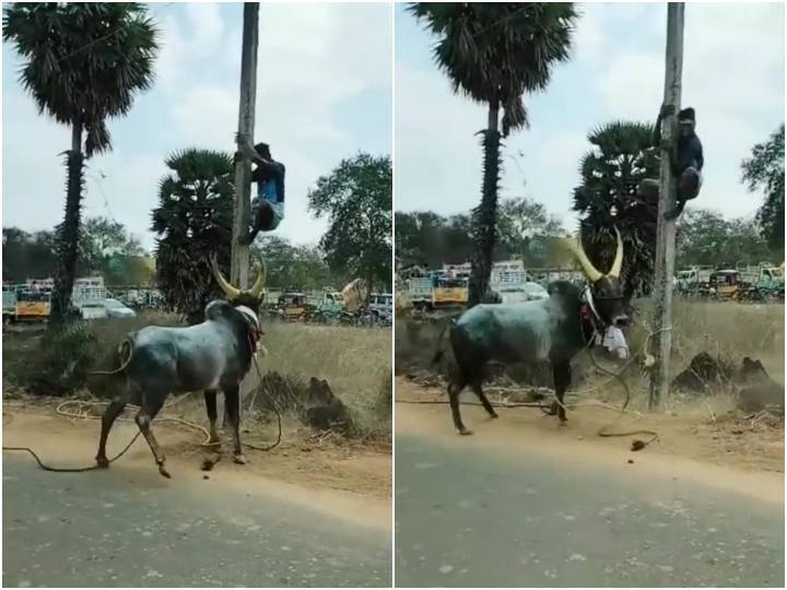 Man climbs pole to avoid being attacked by angry bull गुस्सैल बैल के हमले से बचने के लिए खंभे पर चढ़ा शख्स, रोंगटे खड़े कर देगा मंजर