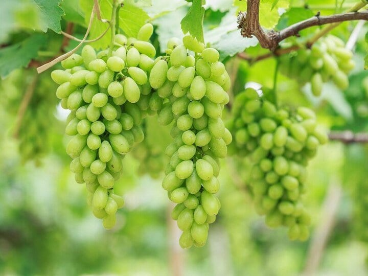 know the health benefits and right time to eat grapes गर्मियों में अंगूर खाने के ये हैं 7 फायदे जान जाएंगे तो हर रोज अंगूर खाएंगे