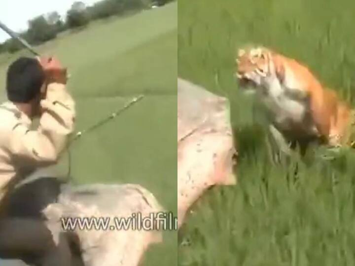 tiger leaping towards a boy sitting on an elephant viral video हाथी पर बैठा था लड़का, अचानक आ गया टाइगर और सीधे कूदा मुंह पर... कमजोर दिल वाले Video से दूर रहें