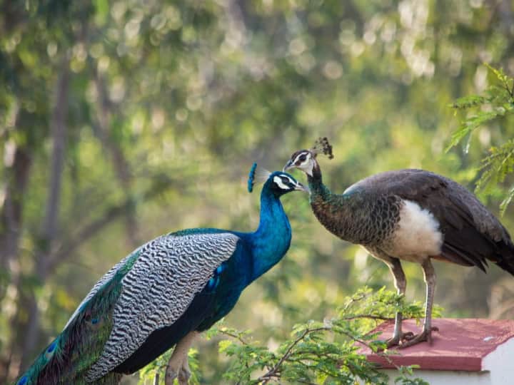 Reproduction Of Peacock Does Peahen Get Pregnant By Drinking Peacock's