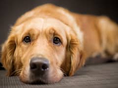 Dog Anxiety Awareness Week 2023: Know What Experts Say About The Symptoms, Causes And Treatment Options For Our Furry Friends