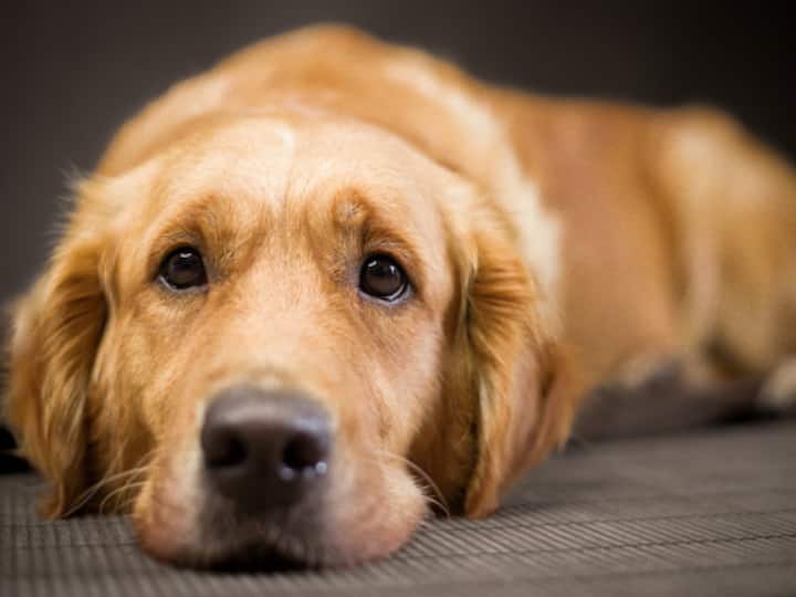 Dog Anxiety Awareness Week 2023 Symptoms, Causes And Treatment Options What Experts Say Dog Anxiety Awareness Week 2023: Know What Experts Say About The Symptoms, Causes And Treatment Options For Our Furry Friends