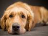Dog Anxiety Awareness Week 2023: Know What Experts Say About The Symptoms, Causes And Treatment Options For Our Furry Friends