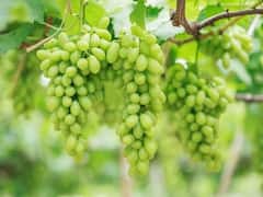 Grapes Benefits: ગરમીમાં દરરોજ આરોગો લીલી દ્રાક્ષ,ખાવાના છે આ 7 અદભૂત ફાયદા