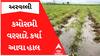 Arvalli Rain: ભારે પવન સાથે આ વિસ્તારોમાં તૂટી પડ્યો વરસાદ, ખેતીપાકો થઈ જશે બરબાદ