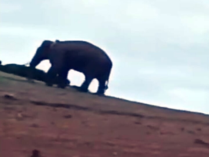 அரிக்கொம்பன்' காட்டுயானை தஞ்சம் - மேகமலை, ஹைவேவிஸ் மலைப்பகுதிக்கு சுற்றுலா பயணிகள் செல்ல தடை