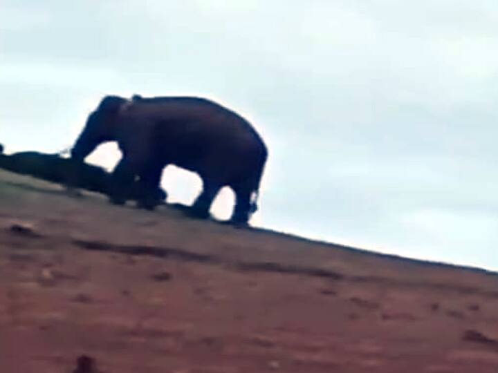 Kerala Arikomban wild elephant has descended into Tamil Nadu forest causing public fear TNN கேரள அரிக்கொம்பன் காட்டு யானை தமிழக வனப்பகுதிக்குள் இறங்கியதால் பொதுமக்கள் அச்சம்